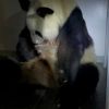 Giant panda gives birth to twin cubs at Tokyo's Ueno Zoo