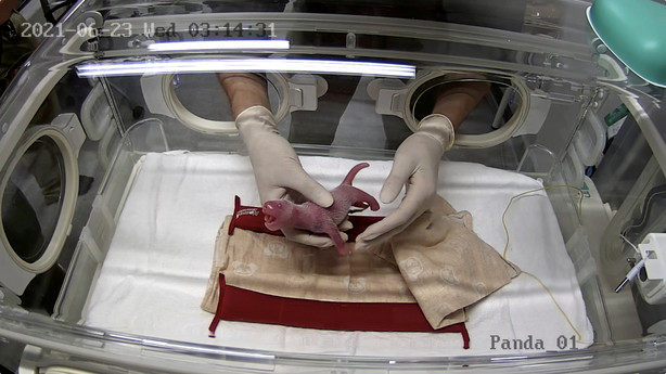 A staff member of Ueno Zoological Park holds one of the newly-born twin pandas delivered by giant panda Shin Shin at Ueno Zoological Park in Tokyo, Japan June 23, 2021, in this handout image taken and released by Tokyo Zoological Park Society.