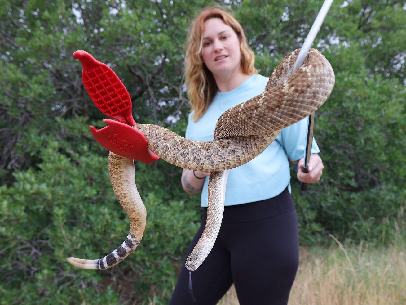 Haley Bechard, of Utah Rattlesnake Avoidance, holds a western diamondback rattlesnake she uses in training in Salt Lake
City on Thursday, June 24, 2021. In response to the drought, many snakes are out in search of food and water, and some have recently been spotted in moist areas of city parks and yards. Of the 31 species of snakes found in Utah, seven are venomous.