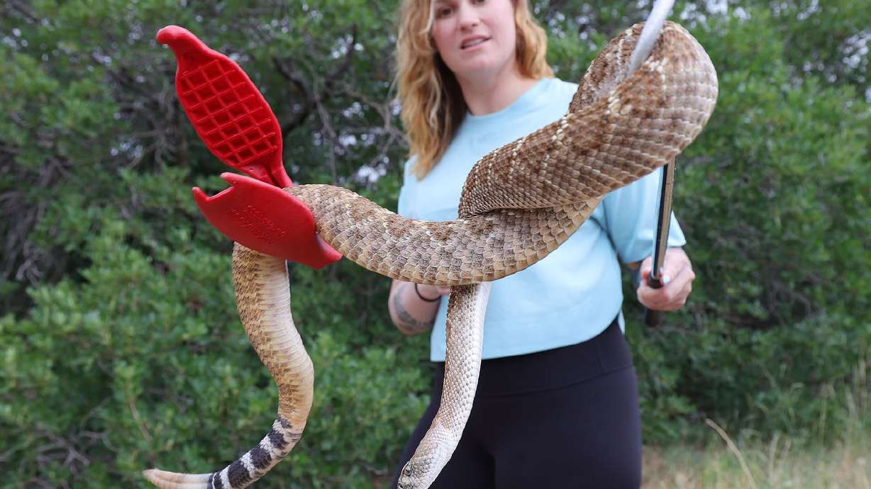Haley Bechard, of Utah Rattlesnake Avoidance, holds a western diamondback rattlesnake she uses in training in Salt Lake
City on Thursday, June 24, 2021. In response to the drought, many snakes are out in search of food and water, and some have recently been spotted in moist areas of city parks and yards. Of the 31 species of snakes found in Utah, seven are venomous.