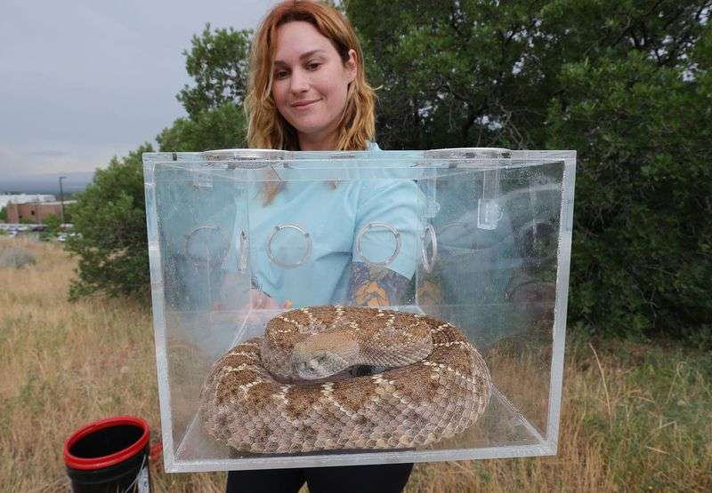 Haley Bechard, of Utah Rattlesnake Avoidance, holds a
western diamondback rattlesnake she uses in training in Salt Lake
City on Thursday, June 24, 2021. In response to the drought, many
snakes are out in search of food and water, and some have recently
been spotted in moist areas of city parks and yards. Of the 31
species of snakes found in Utah, seven are venomous.