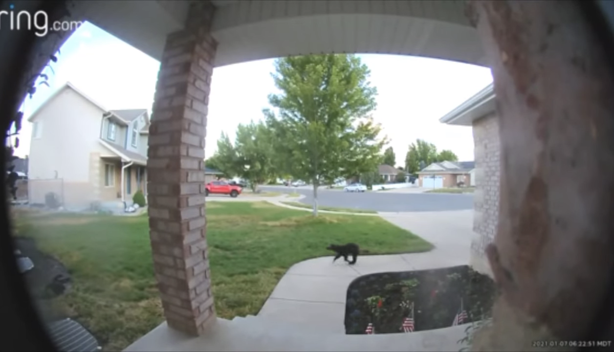A wolverine runs across the front yard of a home in Layton on Thursday, July 1, 2021. Utah Division of Wildlife Resources officials say it may be the same wolverine that was spotted in Davis County earlier this year.