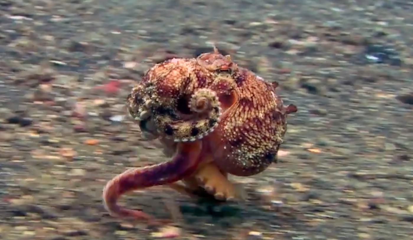 Perhaps you've never heard of an Amphioctopus marginatus. Here's what you need to know: It's a peppy little octopus that likes to jog across the ocean floor.