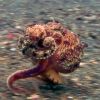Have You Seen This? Just an octopus out for its morning jog