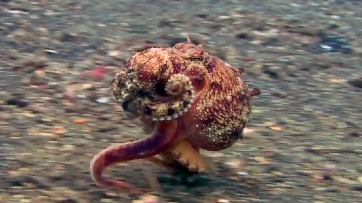 Perhaps you've never heard of an Amphioctopus marginatus. Here's what you need to know: It's a peppy little octopus that likes to jog across the ocean floor.