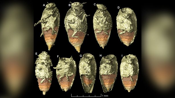 Dalam fosil kotoran dinosaurus, para ilmuwan menemukan harta karun Dalam fosil kotoran dinosaurus, para ilmuwan menemukan harta karun
