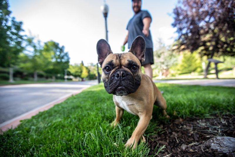 Alex Edwards walks his dog Franklin at Memory Grove Park in Salt Lake City on Thursday, July 1, 2021.