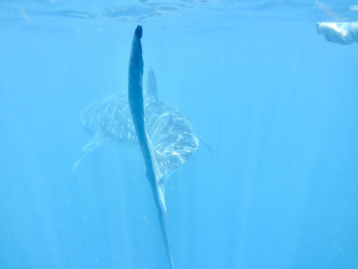Whale sharks are gentle giants that can exceed 30 feet in length.