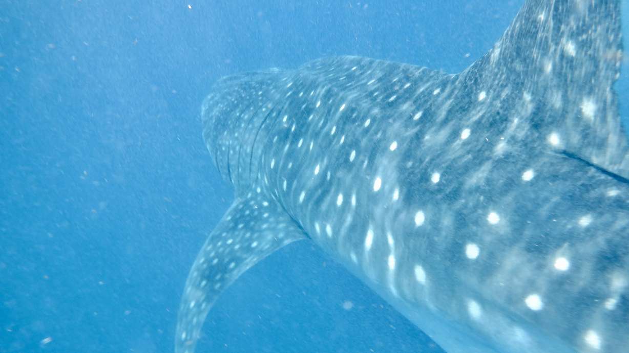 Gliding through the water with a smoothness and tranquility that defies their size, whale sharks are a wonder to behold.
