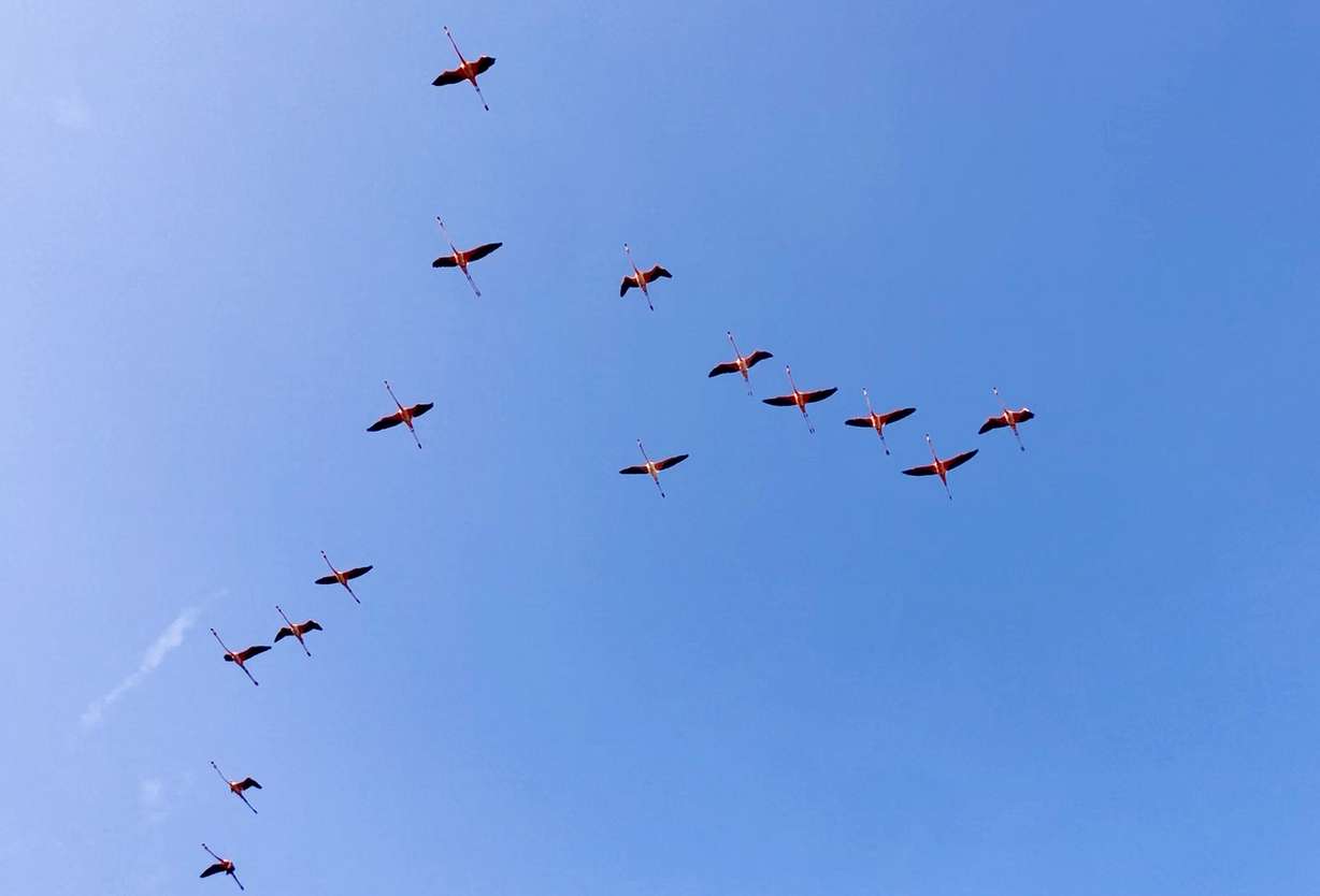 Flamingos are a common site in the area.