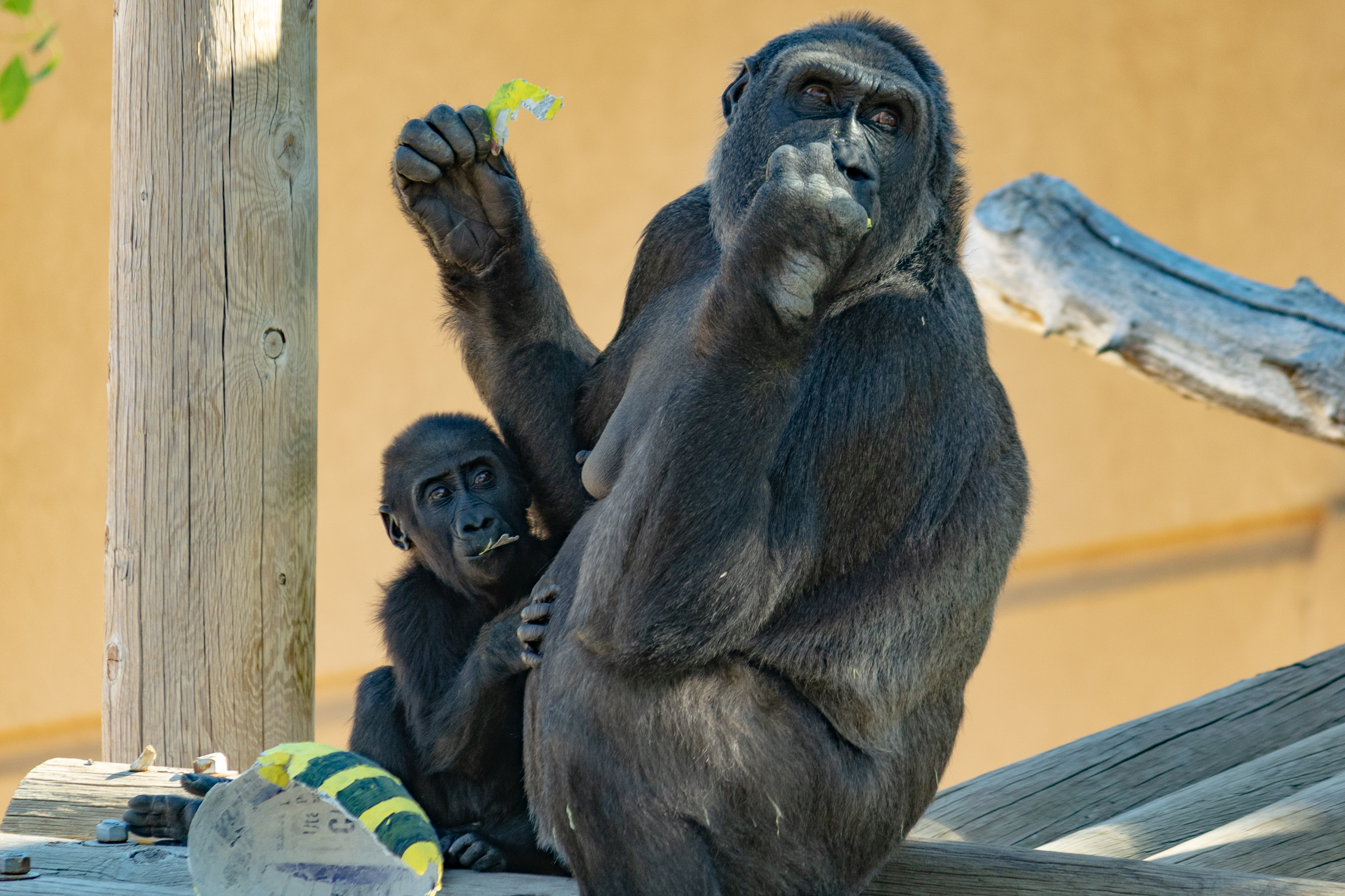 Young Western lowland gorilla, Georgia, who turned 1 year old on Tuesday, July 6, 2021, is pictured with her mother, Jabali, at Utah's Hogle Zoo.
