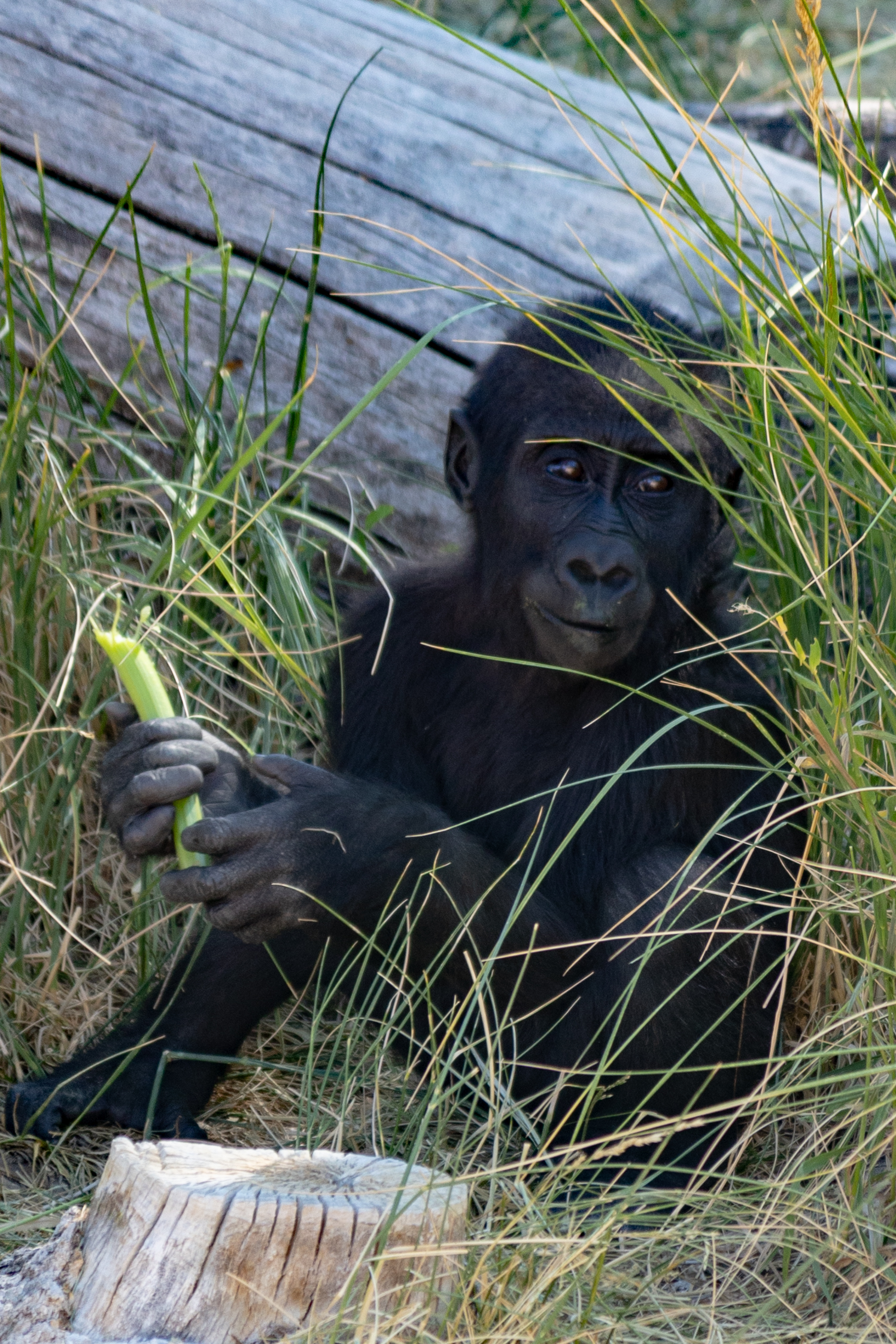 Georgia, a western lowland gorilla born at Hogle Zoo on July 6, 2020, eats food from an "enrichment toss" in celebration of her first birthday on Tuesday. She was the first gorilla ever successfully born at the zoo in its history.
