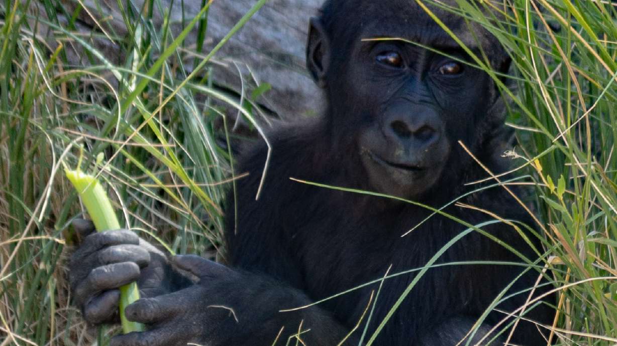 Georgia, a western lowland gorilla born at Hogle Zoo on July 6, 2020, eats food from an "enrichment toss" in celebration of her first birthday on Tuesday. She was the first gorilla ever successfully born at the zoo in its history.