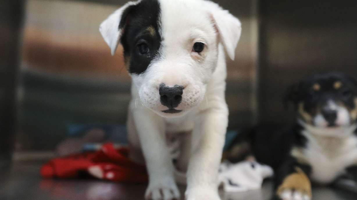 Tiny Tot and Little Bitty wait for their adopters to arrive and pick them up at Best Friends Animal Society in Salt Lake City on Friday, Feb. 26, 2021. Utah decreased its shelter kills by 1,161 in 2020, a 58% reduction over the previous year, which rescuers largely attribute to the pandemic.