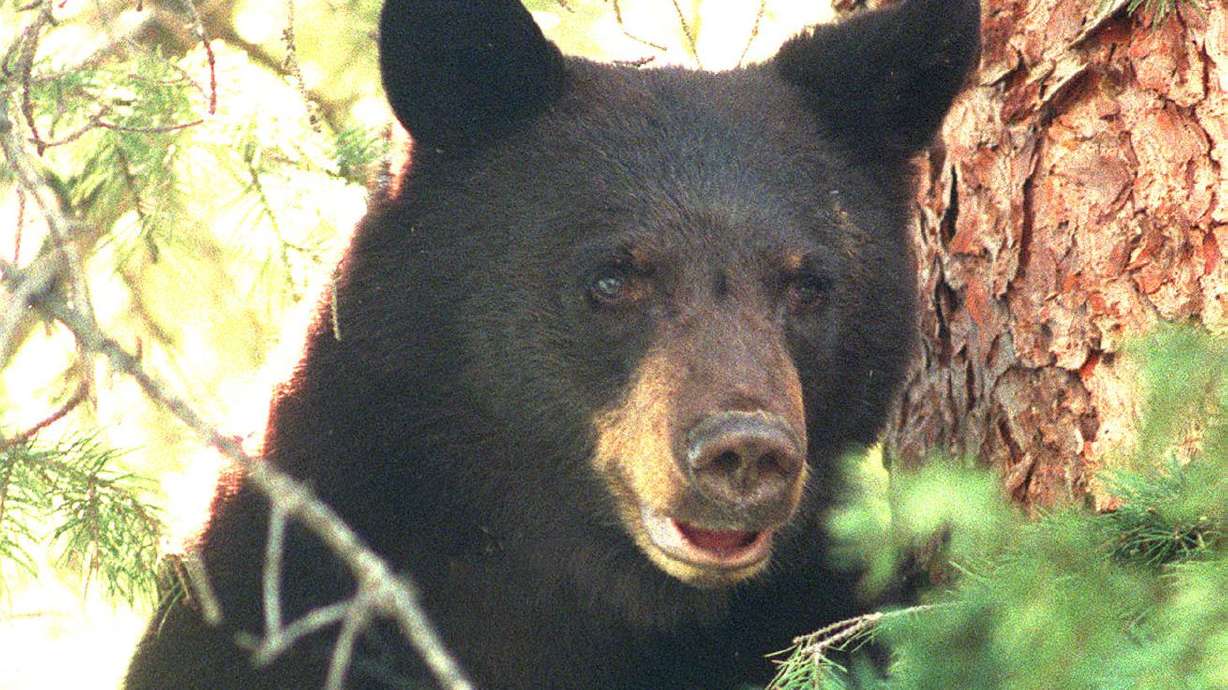A 3-year-old black bear looks out from a tree after being chased up by a dog in a forest above Strawberry Reservoir
in July 1998. A string of deadly encounters between humans and bears this summer has again put the West in national headlines.