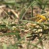 Grasshopper invasion adding to plight of Utah farmers