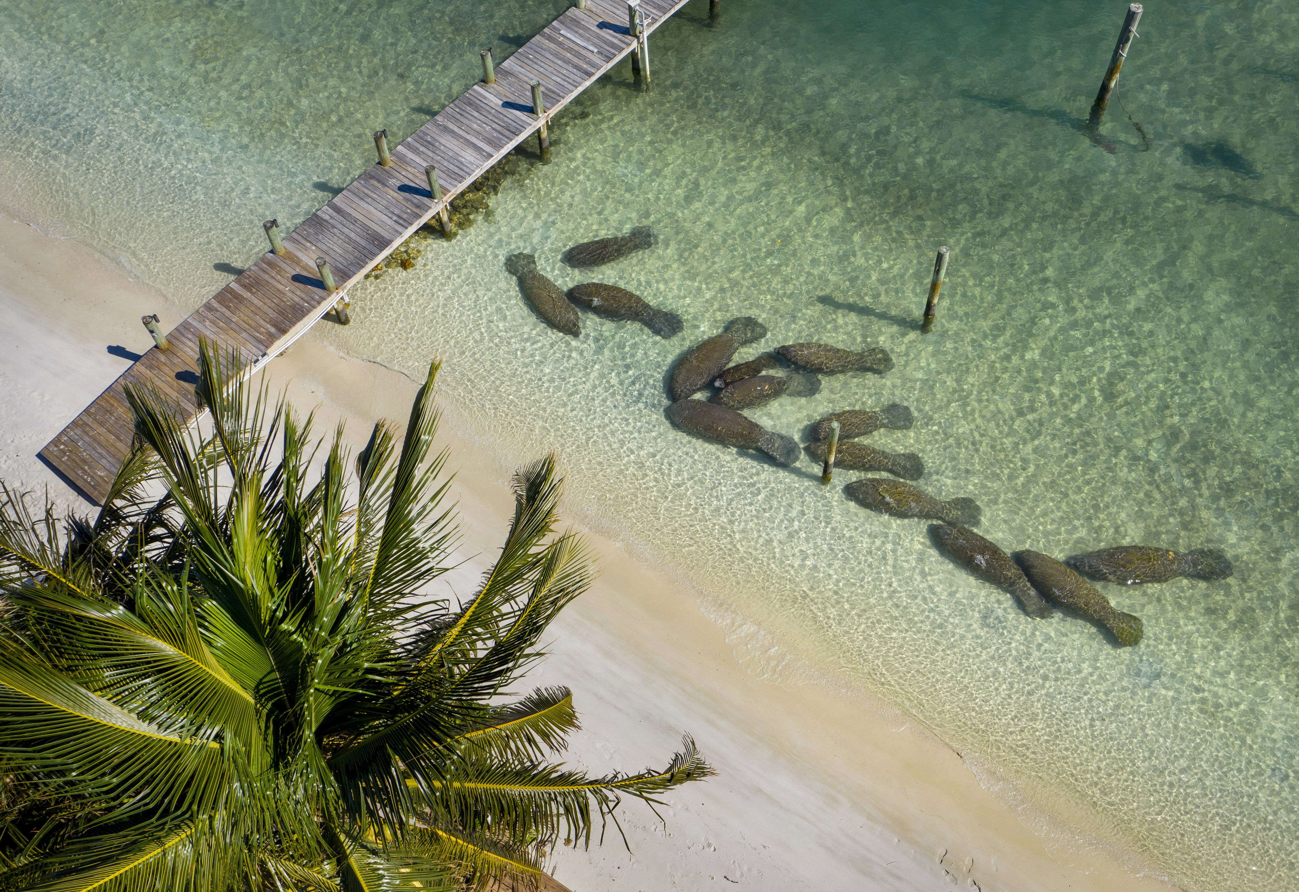 In this Feb. 5, 2021 photo, manatees crowd together near the warm-water outflows from Florida Power & Light's plant in Riviera Beach, Fla. More manatees have died already in 2021 than in any other year in Florida’s recorded history, primarily from starvation due to the loss of seagrass beds. 