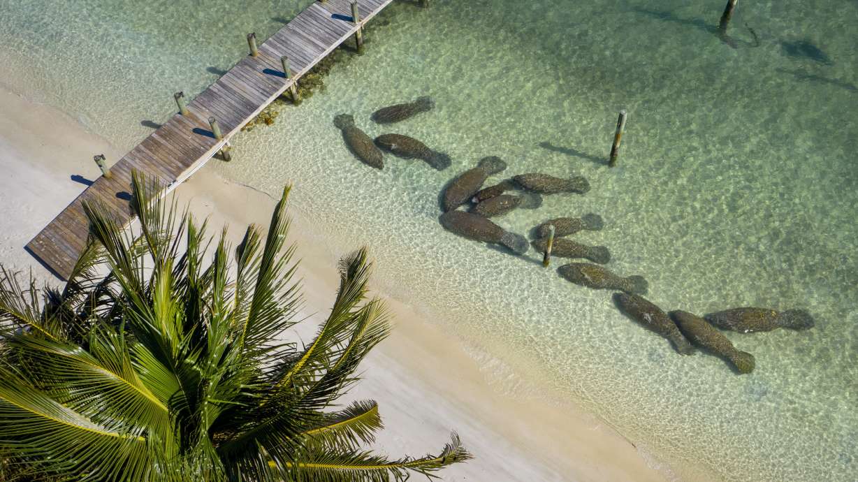 In this Feb. 5, 2021 photo, manatees crowd together near the warm-water outflows from Florida Power & Light's plant in Riviera Beach, Fla. More manatees have died already in 2021 than in any other year in Florida’s recorded history, primarily from starvation due to the loss of seagrass beds.