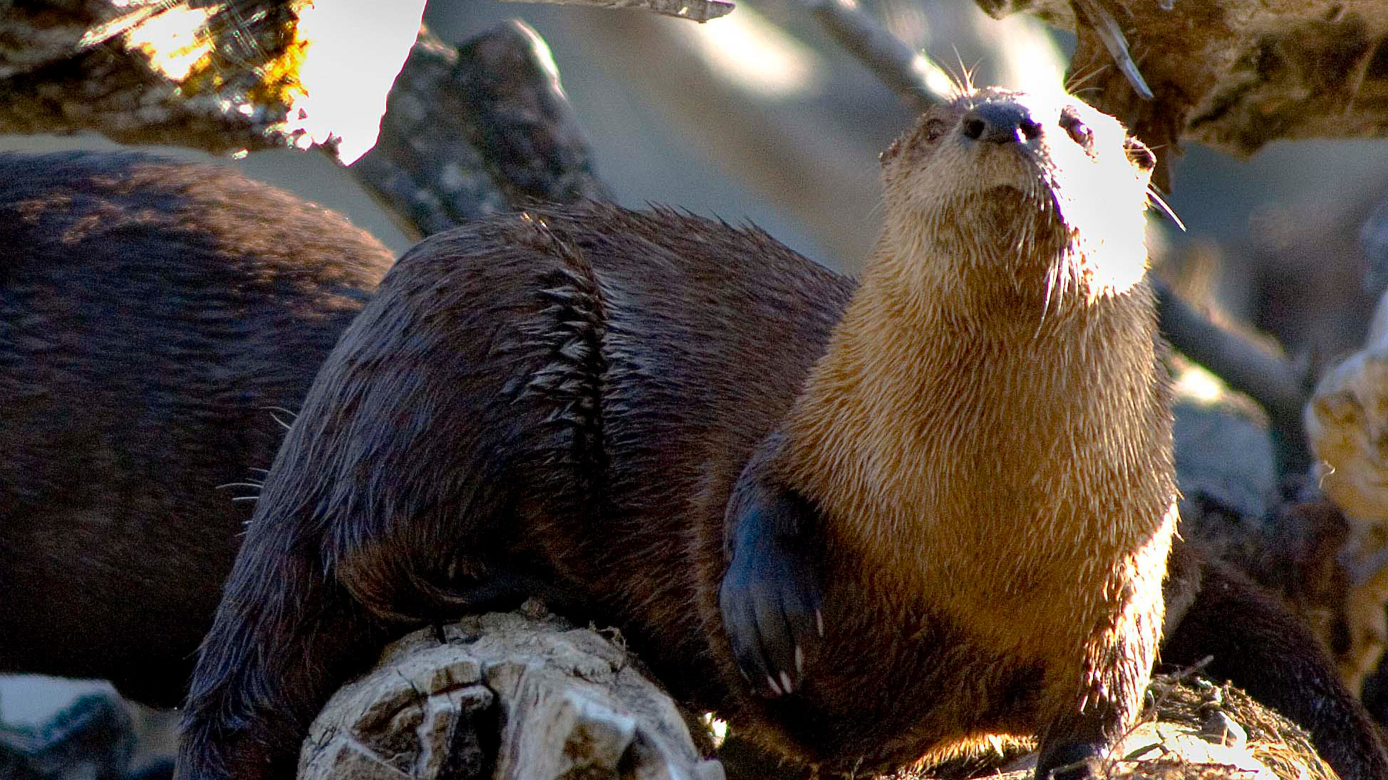 In order to better study the northern river otter in Utah, the state’s Division of Wildlife Resources is asking the public to report to them when they see an otter.