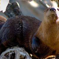 Otterly delightful: Spot a river otter in Utah? DWR wants to know