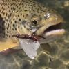Warm water temperatures killing off Utah trout