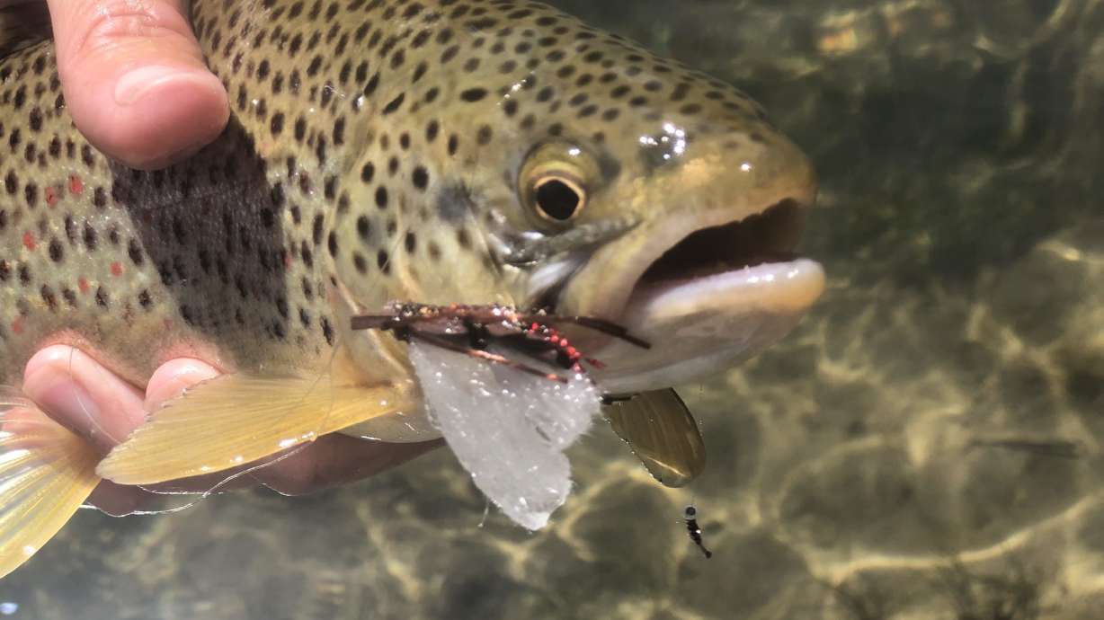 Brown trout caught in Utah's Uintah Basin. Utah wildlife officials are increasing fishing limits on state waterways because of the drought and low water levels.