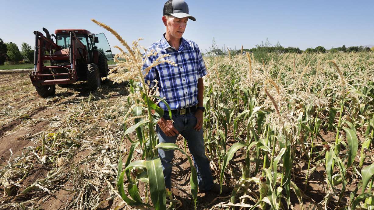 Tyson Roberts, of Roberts Family Farms, talks about how the drought is affecting his farm in Layton on Friday, July 16, 2021.