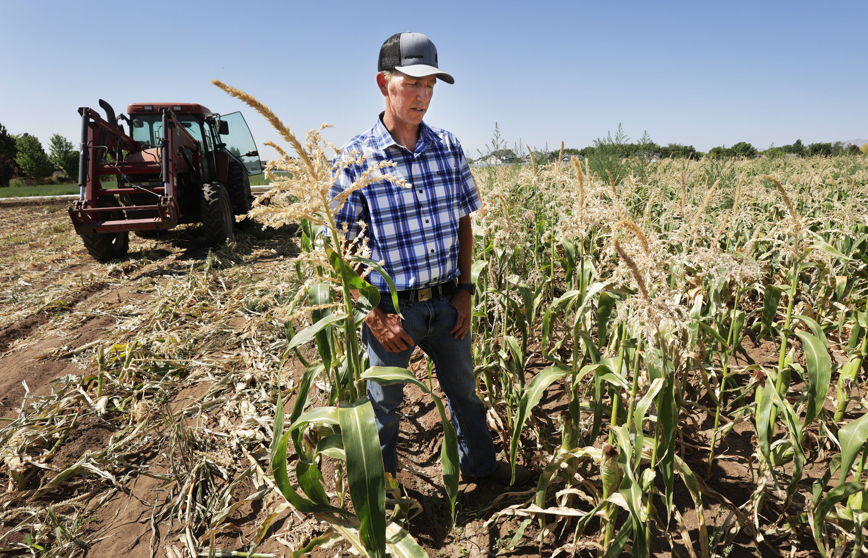 Tyson Roberts, of Roberts Family Farms, talks about how the drought is affecting his farm in Layton on July 16. A new Utah State University institute announced Tuesday looks into impacts of land, water and air issues, including the drought.
