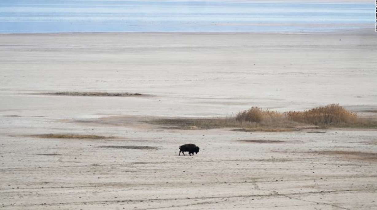 A bison walks in April along the receding edge of the Great Salt Lake on its way to a watering hole at Antelope Island, Utah.