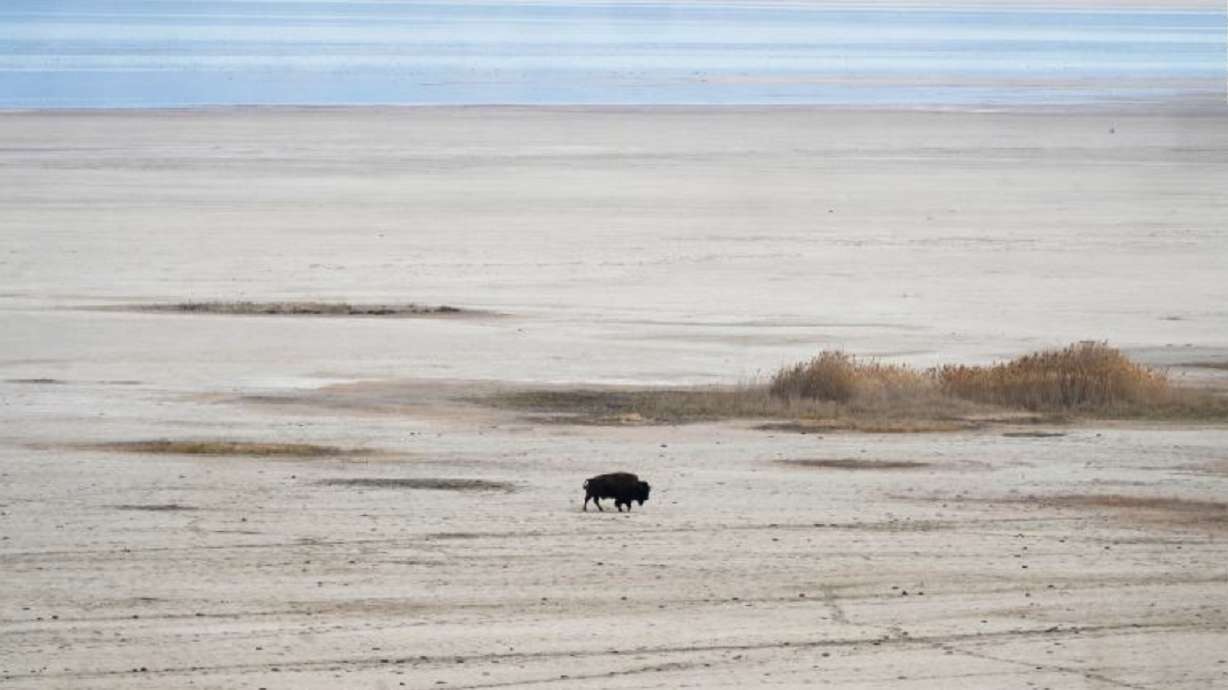 A bison walks in April along the receding edge of the Great Salt Lake on its way to a watering hole at Antelope Island. One part of the lake reached the lowest level ever earlier this year as a result of ongoing drought conditions.