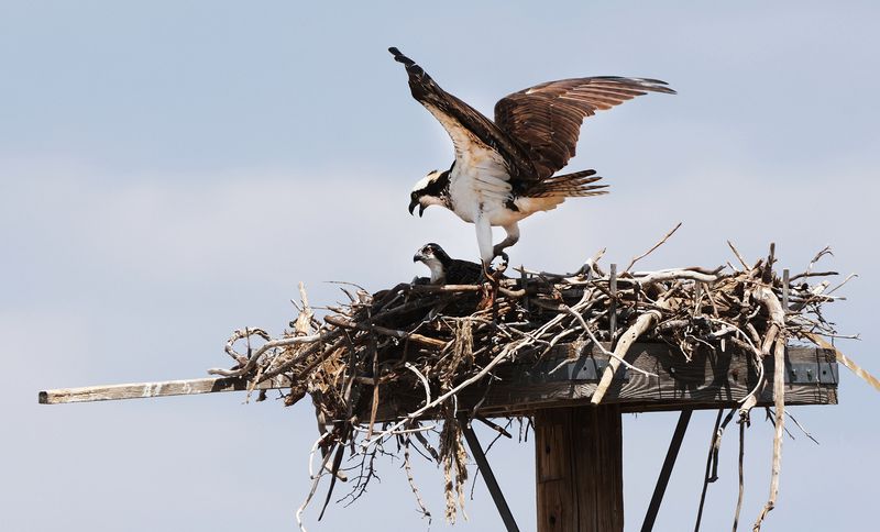 An Osprey protects her young in a nest near the dam at Jordanelle Reservoir on Friday, July 16, 2021. The water levels are low due to drought.