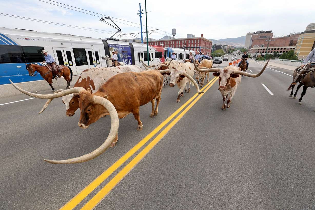 Cattle are driven west over the North Temple bridge in Salt Lake City on their way to the Utah State Fairpark to kick off the Days of '47 activities on Monday, July 19, 2021.