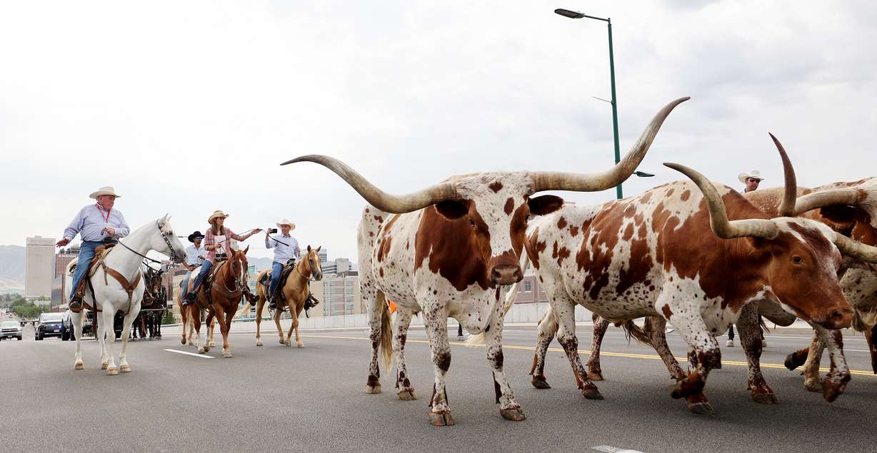 Gov. Spencer Cox, back right, takes video as he, first lady Abby Cox and others drive a small herd of Texas longhorn cattle along North Temple toward the Utah State Fairpark in Salt Lake City on Monday, July 19, 2021.