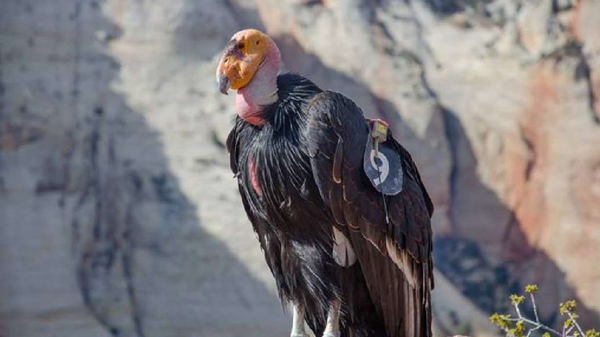 An undated photo of female California condor "409." Biologists said Wednesday she along with her mate, "523," are raising another California chick at a nest near Angels Landing at Zion National Park.