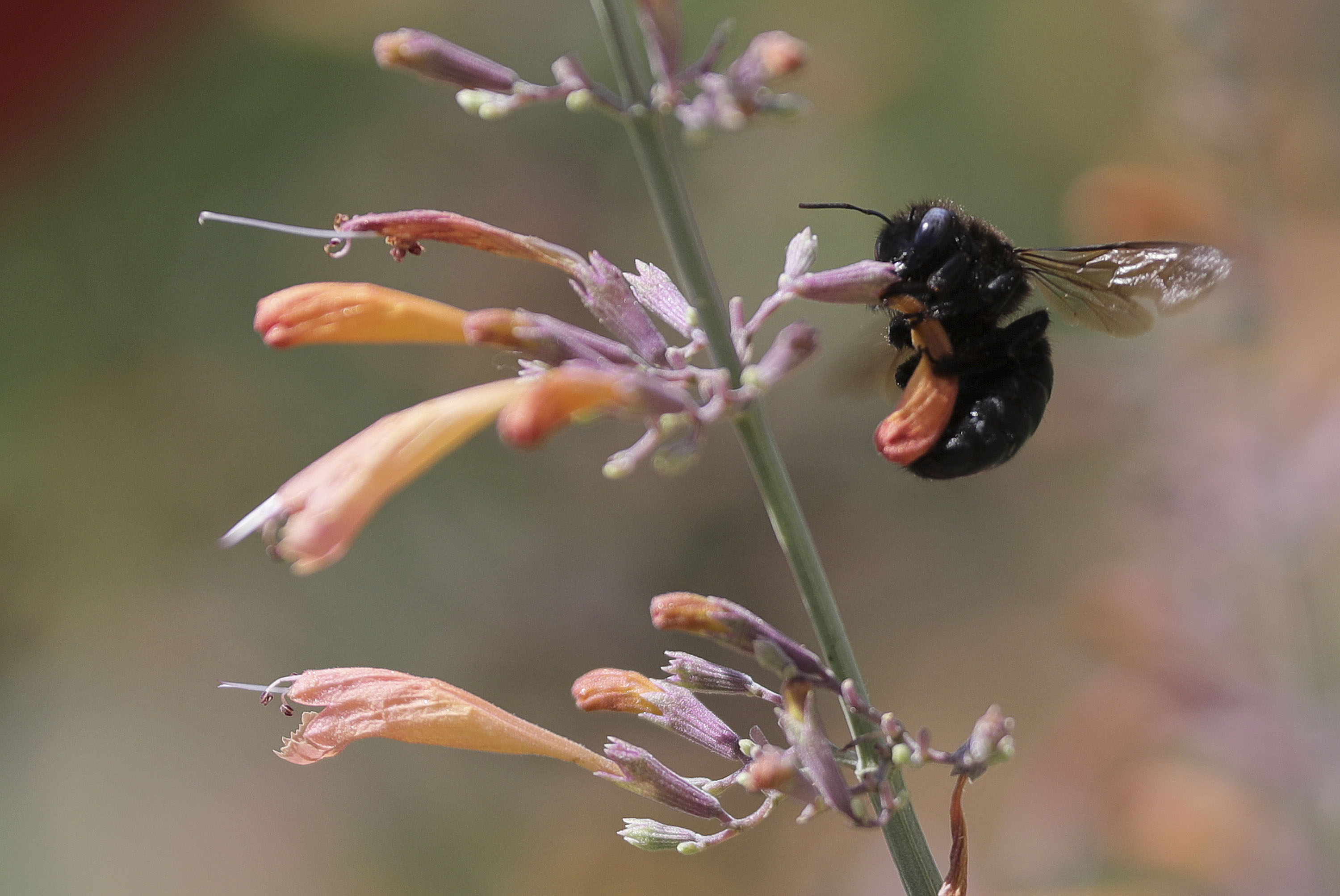 A carpenter bee holds onto a flower in the Pollinator Conservation Garden at the University of Utah in Salt Lake City on Tuesday, July 20, 2021.
