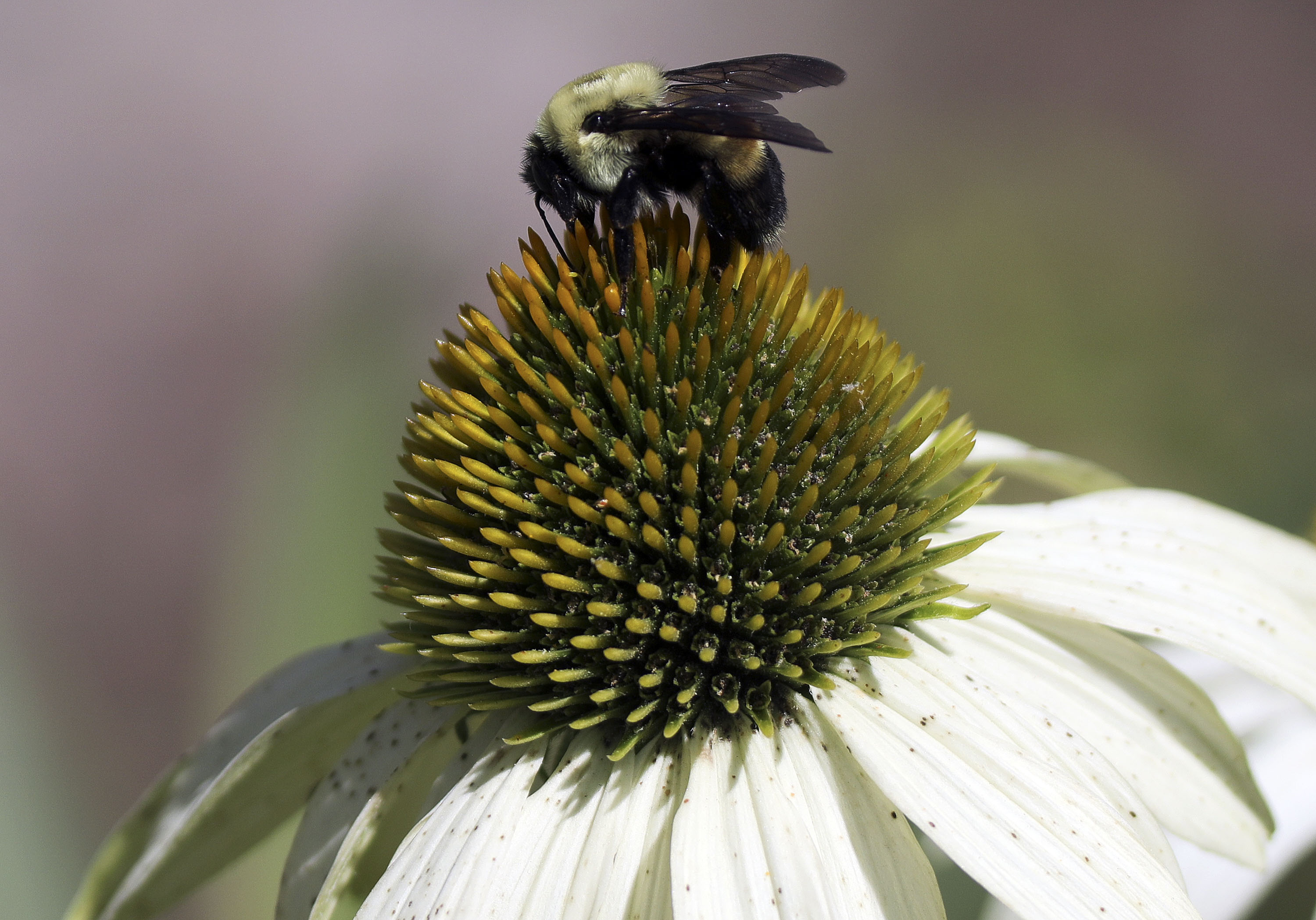 A bumblebee lands on a coneflower in the Pollinator Conservation Garden at the University of Utah in Salt Lake City on Tuesday, July 20, 2021.