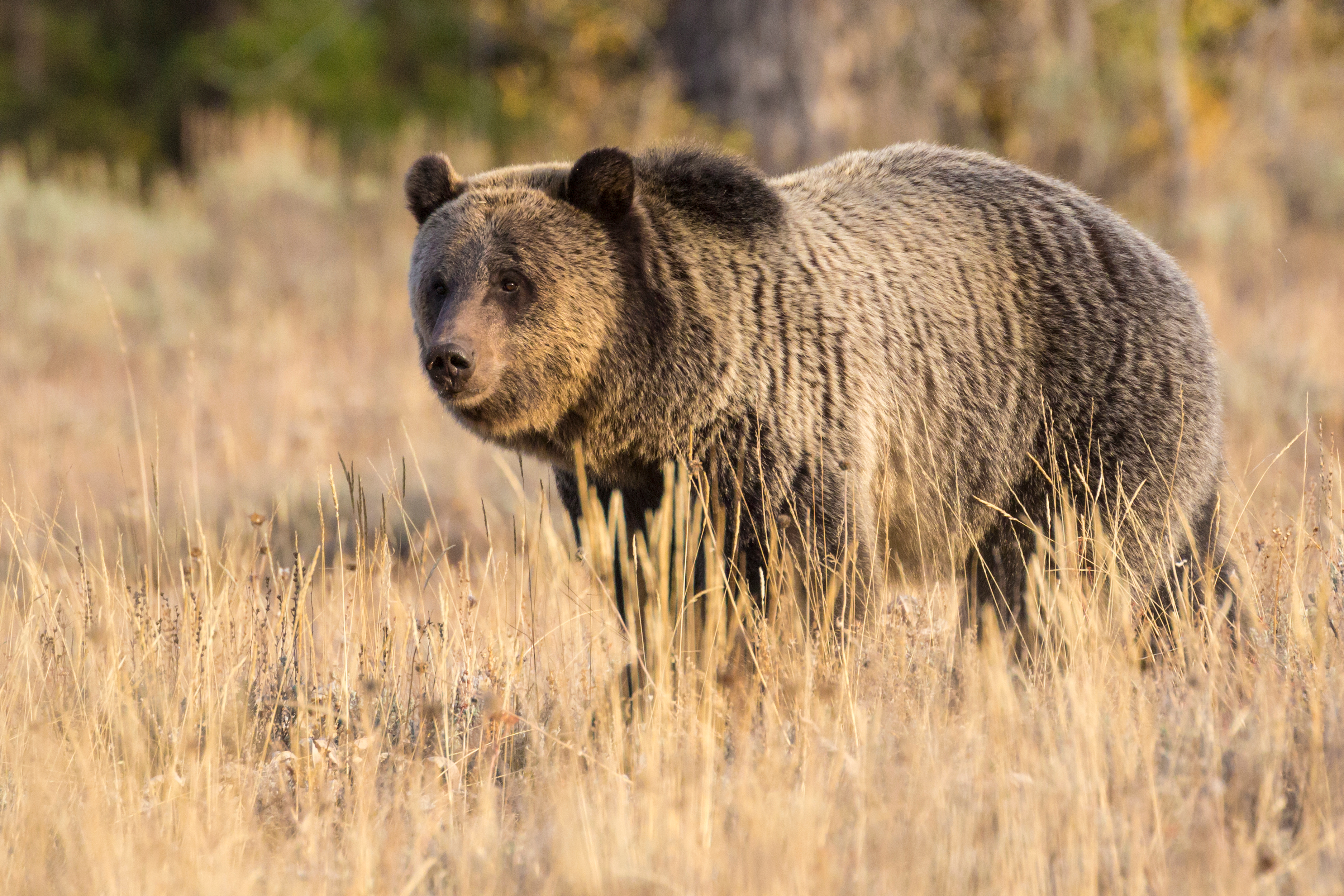 Officials closed part of the Custer Gallatin National Forest in southwestern Montana after a hunter was severely mauled by a grizzly bear on Friday.