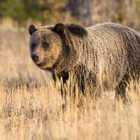 Messy Grand Teton camp draws bear; Idaho woman fined $5.8K