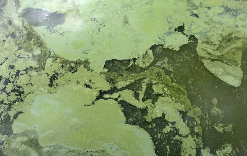 Algal blooms are pictured in Utah Lake at the Lindon
Marina in Vineyard on Monday, July 19, 2021.