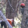 Crews clearing dead brush along Wasatch Front in hopes of curbing forest fires