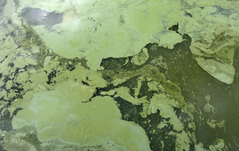 Algal blooms are pictured in Utah Lake at the Lindon Marina in Vineyard on July 19. The Bear River Health Department issued a warning that E. coli levels at Hyrum Reservoir surpass safe levels for swimming and recreating.