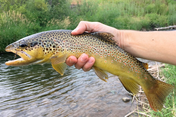 Utah adventures with Maverik: 6 Utah ski resorts perfect for summertime fun