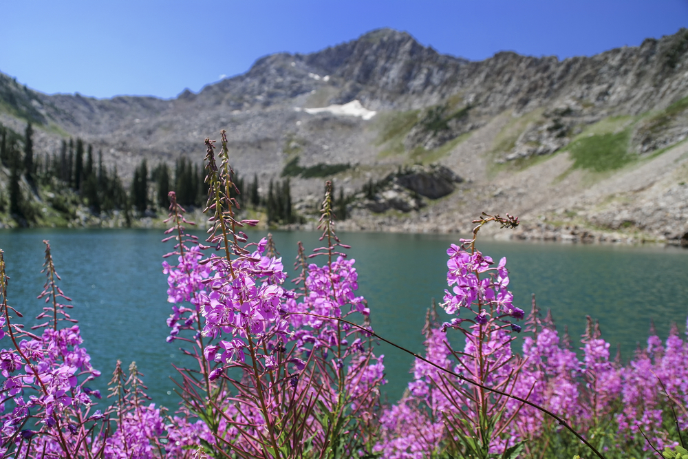 Utah adventures with Maverik: 6 Utah ski resorts perfect for summertime fun