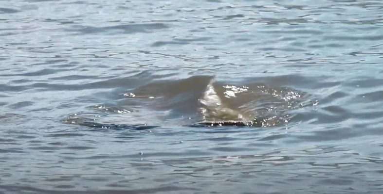 Boaters at Pineview Reservoir complain there are lots of problems like concrete cinderblocks submerged in the water.