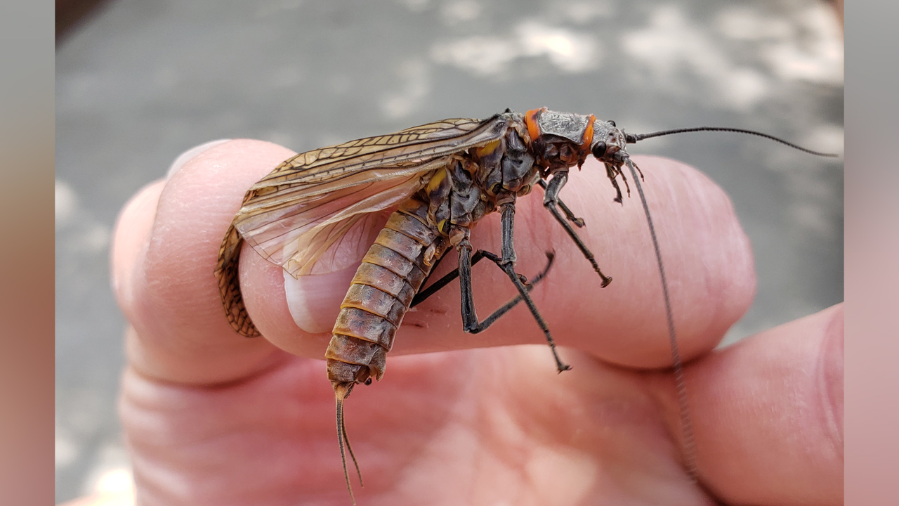 What happened to Utah's salmonfly?