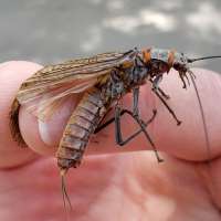 What happened to Utah's salmonfly?