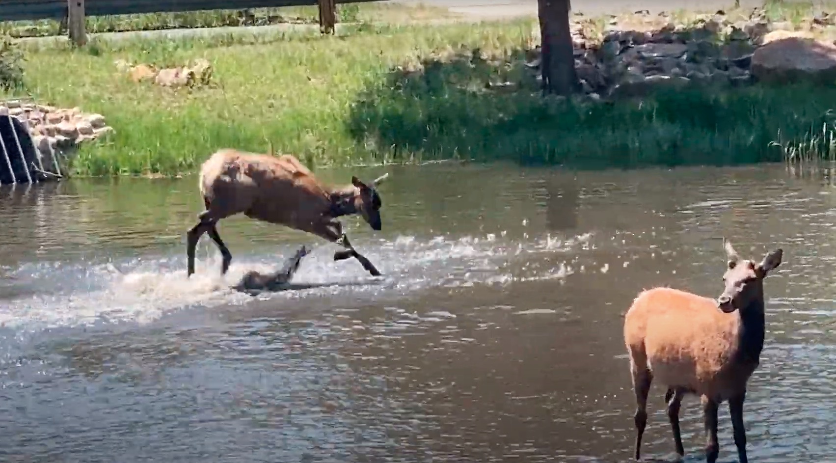 What do rambunctious young elk do on hot summer days in Estes Park, Colorado? They head over to the local swimming hole to frolic in the water and harass the ducks.