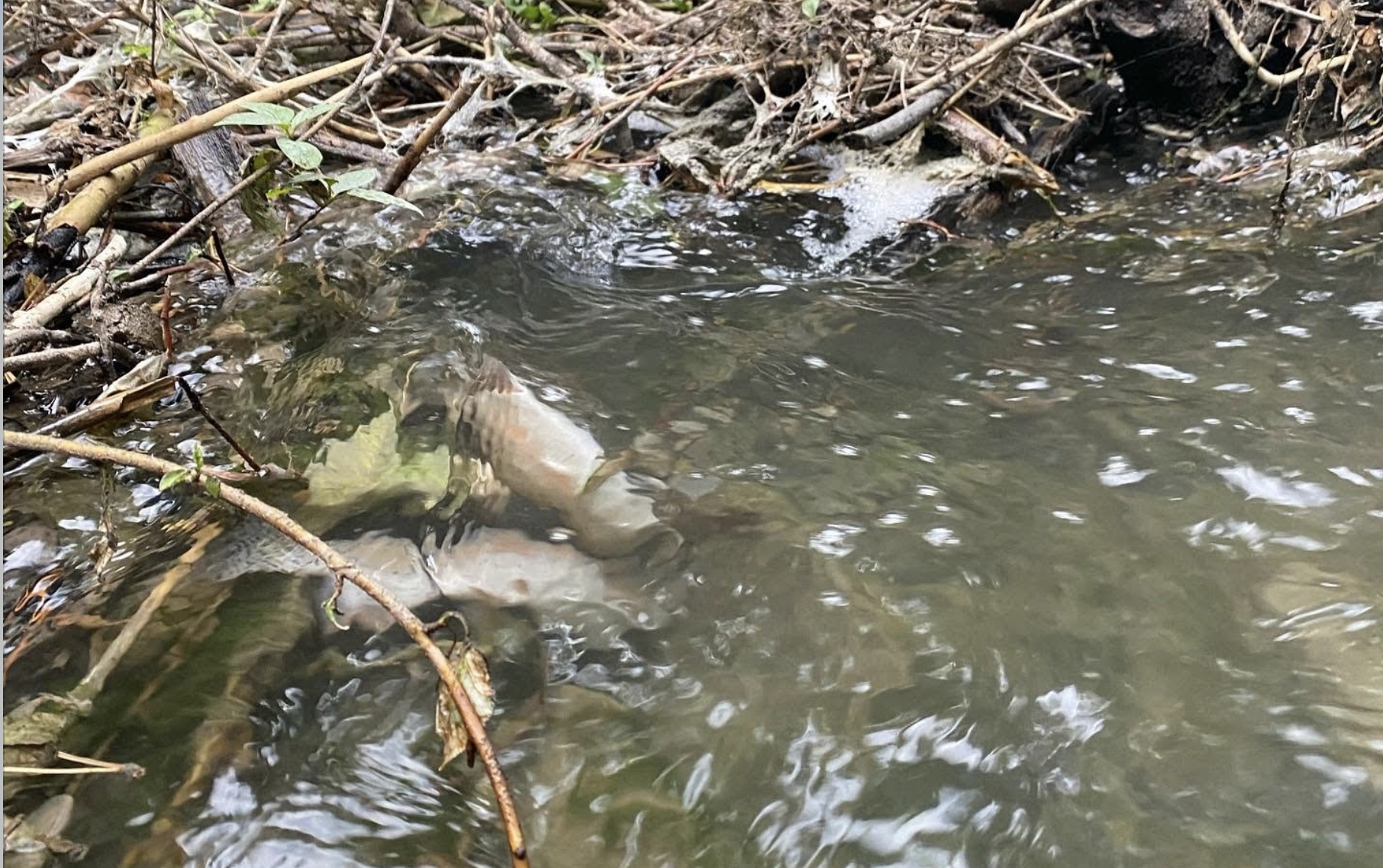 Dead fish found in Mill Creek following a concrete spill on I-215 in Millcreek on Thursday, July 29.