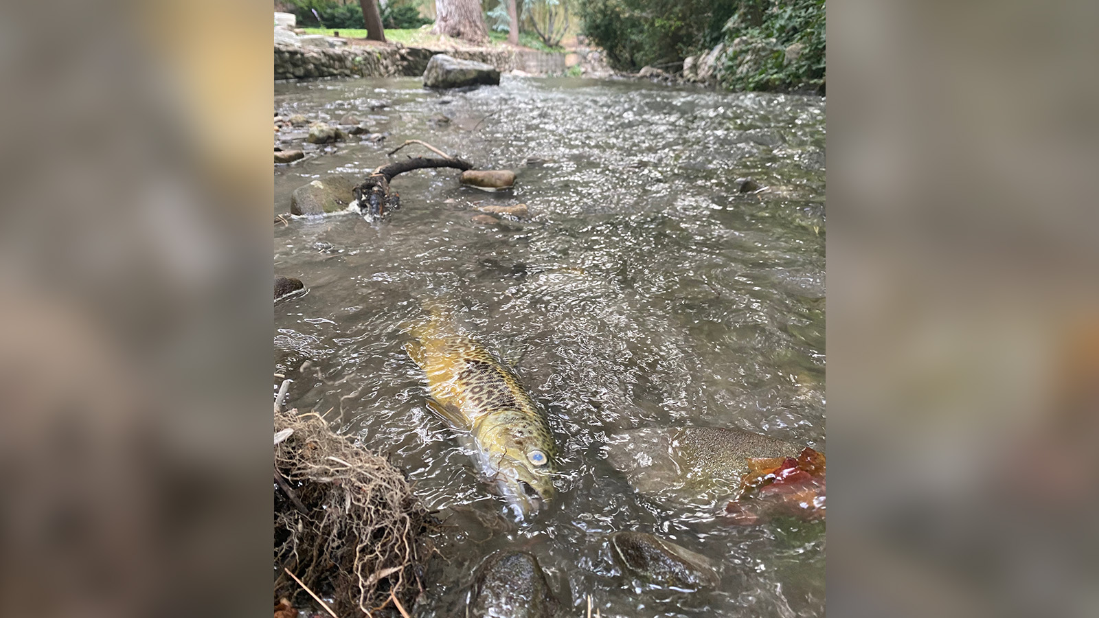 Dead fish found in Mill Creek following a concrete spill on I-215 in Millcreek on Thursday.