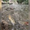 Residents urged to avoid Mill Creek water after concrete spill, 'significant' fish kill-off